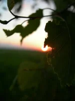 ЛИСТОК.webp