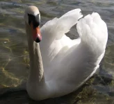 леб1.webp