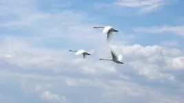 Лебеди.webp
