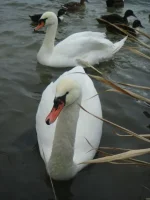DSC07424.webp