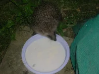 DSCN7645.webp