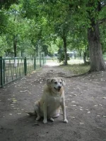 Лада.webp