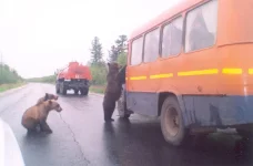 Медведь2.webp