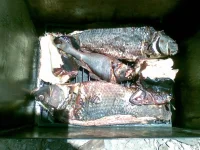 07062009(002).webp