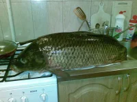 12062009(011).webp