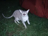 кот1.webp