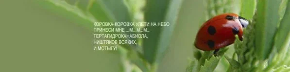 2005_07_21_obp_ru_mescaline_photo_korova.webp