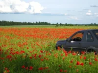 мечта нарка.webp