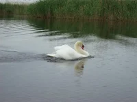 Lebed.webp