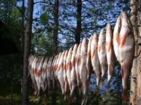 Копия IMGP2382.webp