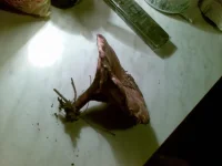28082009(002).webp