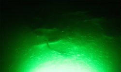 photo5.jpg.gif