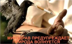 bird_smoke.webp