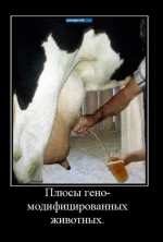 бир.webp