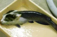 которыба.webp