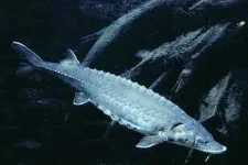 стерл11.webp