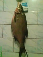 DSC02069.webp