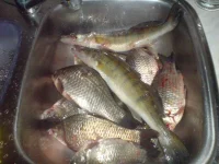 DSC00238.webp