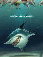 акулка.webp