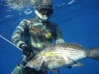 Benthos 2010.webp