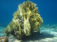 coral.webp coral.webp