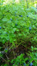IMG-20200704-WA0020.webp