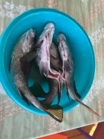 DHBW7608.webp DHBW7608.webp