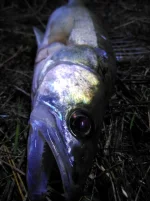 IMG_20201003_203659373_HDR_compress34.webp