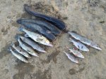 IMG_20201117_133622.jpg