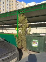 15397412.webp