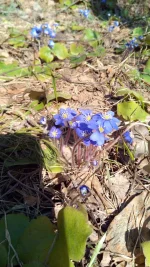 IMG_20210412_104218.webp
