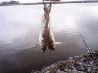 1620822926420.webp