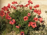 IMG-20210605-WA0007.webp