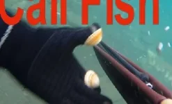 CALL FISH1.webp