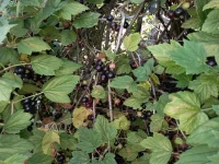 20210720_085112.webp
