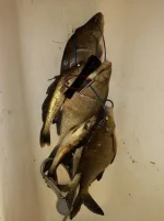 20211017_233144.webp