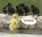 711292092.webp
