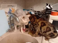 20220321_220320.webp