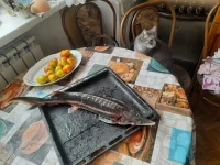 20220407_073127.webp