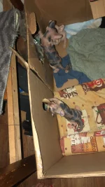 IMG-20220409-WA0000.webp
