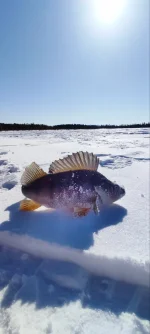 изображение_viber_2022-04-20_16-11-31-178.webp