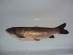 DSC02392.JPG