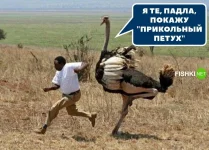 5223438_original.webp