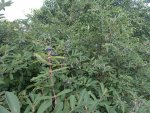 20220620_162915.jpg 20220620_162915.jpg