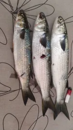 IMG-20220701-WA0003.webp