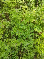 IMG-20220723-WA0000.webp