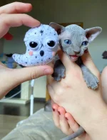 IMG-20220731-WA0003.webp