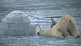 Мишка любопытный.webp