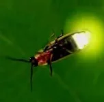 firefly-beetle.webp
