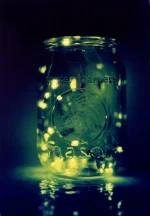 lightning-bugs.webp